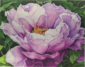 A lone purple peony, close up view