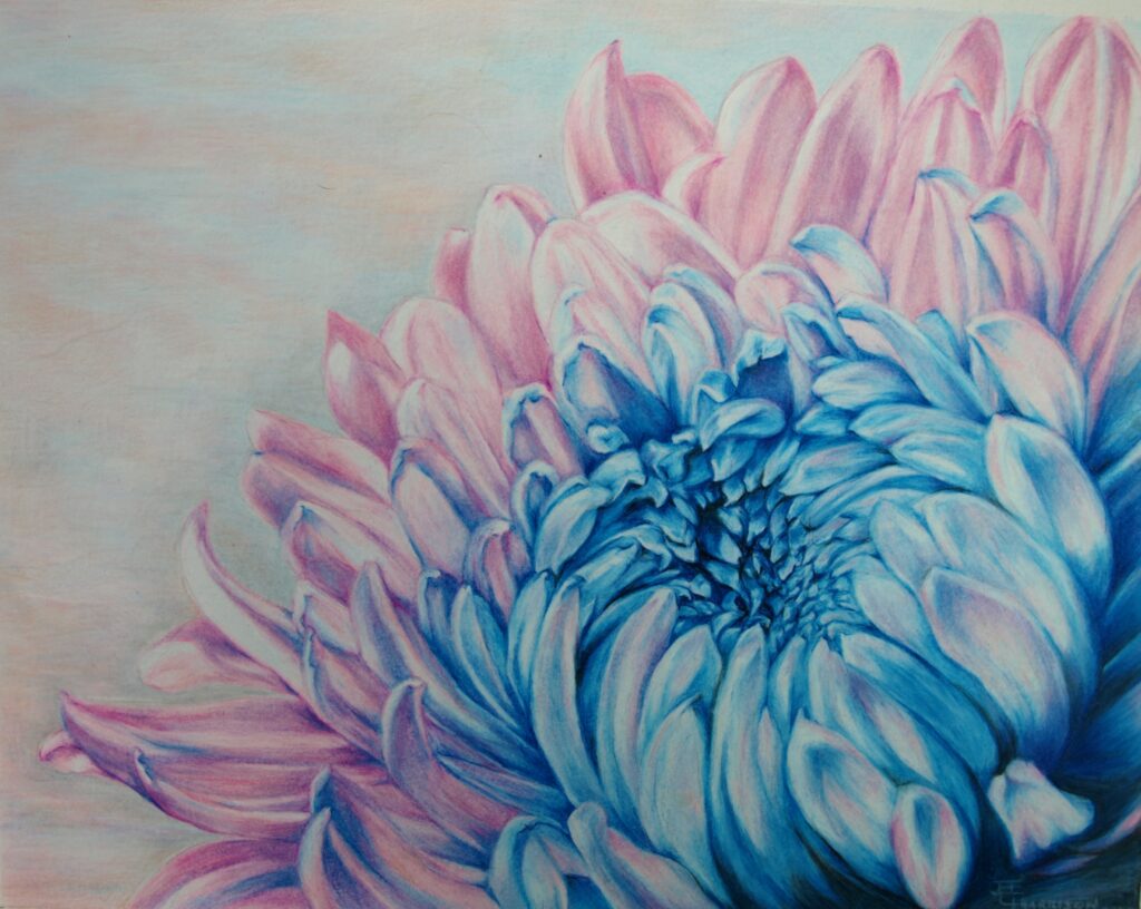 blue and pink Chrysanthemums