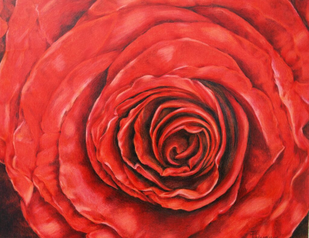 Close up of a red rose looking down from above