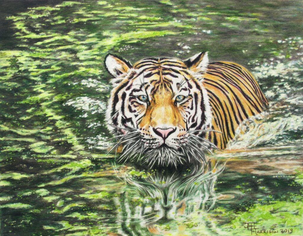 wading tiger in swampy backwater